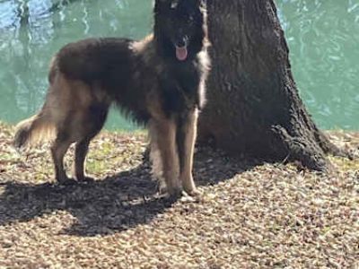 Remmy (Remington) - Belgian Tervuren Male Dog for Adoption