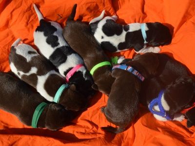Labrador Hybrid Retriever Puppies & Started Dogs South Dakota Pheasant Hunting