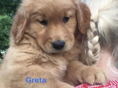 Golden Retriever Puppies