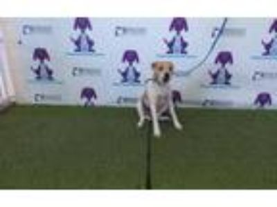 Adopt JACK a Parson Russell Terrier