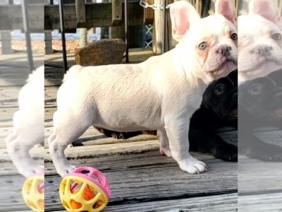 June bug - French Bulldog Female Puppy for Sale