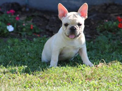 Cream Male French Bulldog available