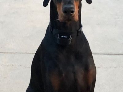 4 year old Doberman male.I want to find large range for his running. He’s not socially good with oth