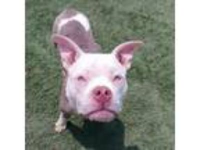 Adopt D-146-23 a Pit Bull Terrier, Mixed Breed