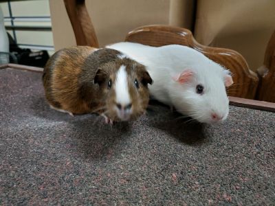 Krystal - Guinea Pig Female for Adoption