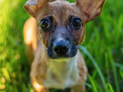 Nola - Chihuahua & Terrier Mix Female Puppy for Adoption