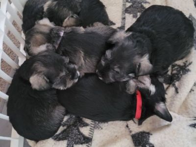 AKC Miniature Schnauzer Puppies