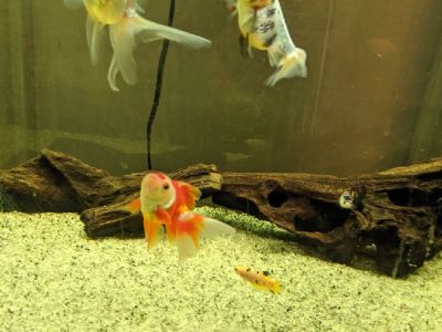 Fancy goldfish, female bettas, 2 mystery snails