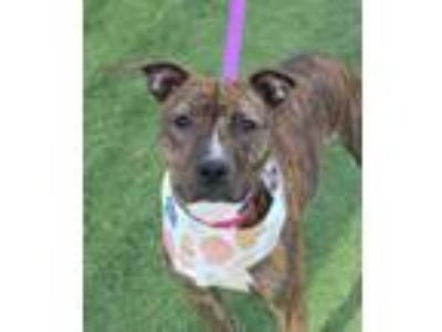 Adopt Maisy a Pit Bull Terrier, Mixed Breed