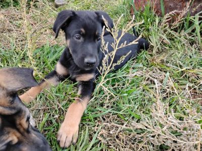 German shepherd puppies