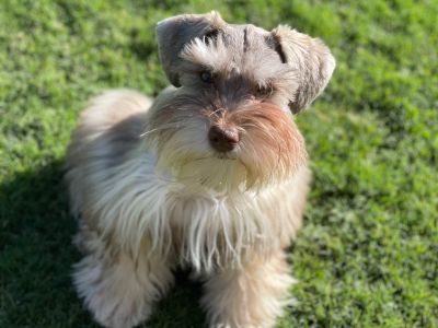 6 Male Miniature Schnauzer Puppies for Sale