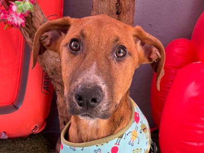 Nite Owl - Labrador Retriever & Hound Mix Male Puppy for Adoption