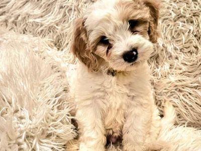 Cavapoo Puppies