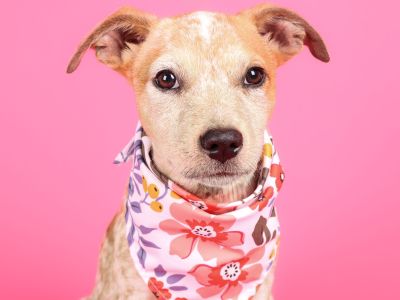 Gracie - Australian Cattle Dog / Blue Heeler Female Puppy for Adoption