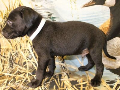 Labrador Retriever Hybrid Puppies and Started Dogs