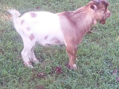 Goat Nigerian dwarf