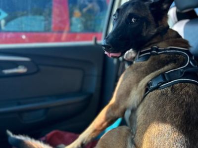 Belgian Malinois female in Michigan