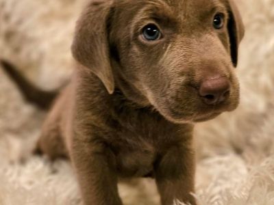 Silver Lab Puppies