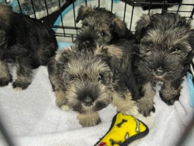 Mini schnauzer pups males for sale 800 or best offer