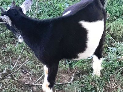 goats for sale