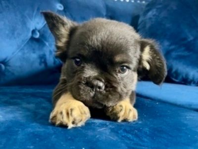 CHOCOLATE TAN VISUAL FLUFFY