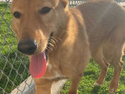 Lillith - Shepherd (Unknown Type)/Mixed Breed (Medium) Mix Female Dog for Adoption