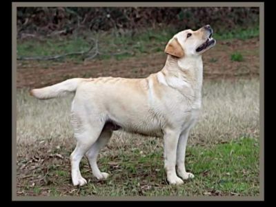 AKC Labrador Retriever Pups