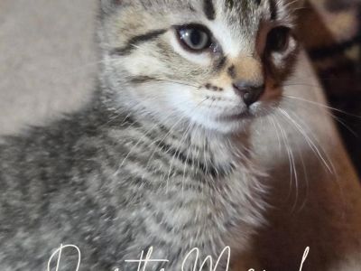Dave - Tabby Male Cat for Adoption