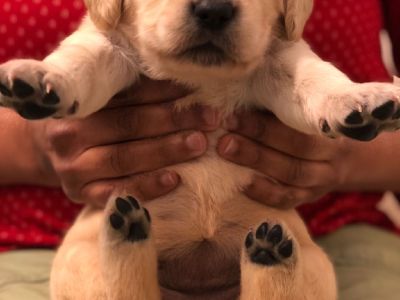 GOLDEN RETRIEVER PUPPIES FOR SALE!