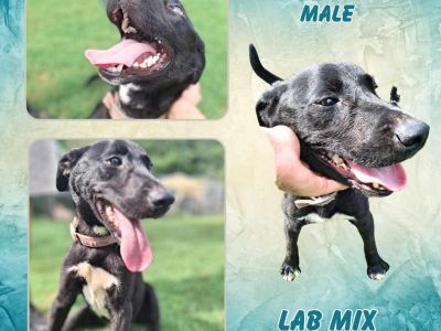 Griffin - Labrador Retriever Mix Male Dog for Adoption