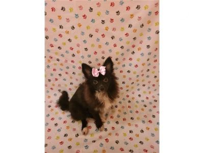 Pomeranian-Cindy-Female