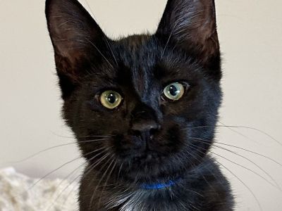 Rory - Domestic Short Hair Male Cat for Adoption