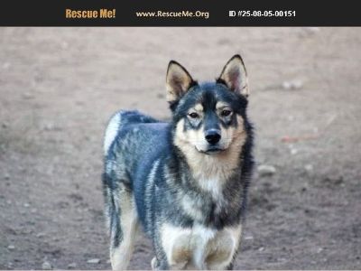 Daemon - Male Puppy Siberian Husky for Adoption