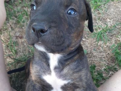 Pit Bull Puppies