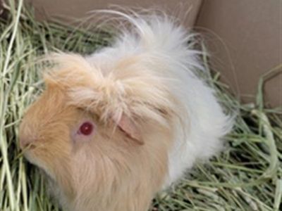 PASCAL - Guinea Pig Male for Adoption