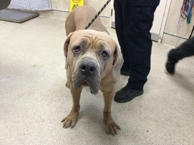 Dog - Mastiff Female Dog for Adoption