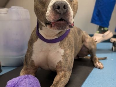 Benny - American Staffordshire Terrier Mix Male Dog for Adoption