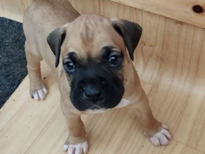 Boxer pups