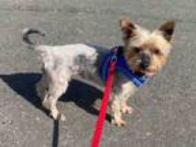 Adopt ROWENA a Yorkshire Terrier