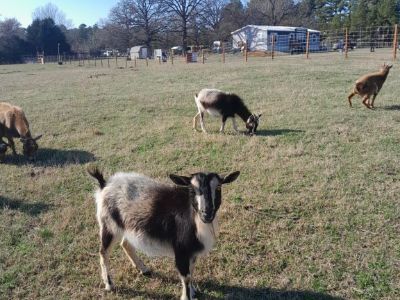 Nigerian dwarf goats  for pets