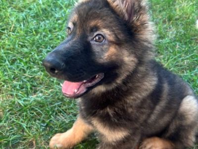 GermΓ‘n shepherd puppy