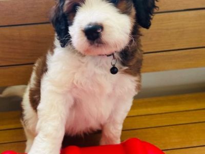 Mini Bernedoodle Puppies