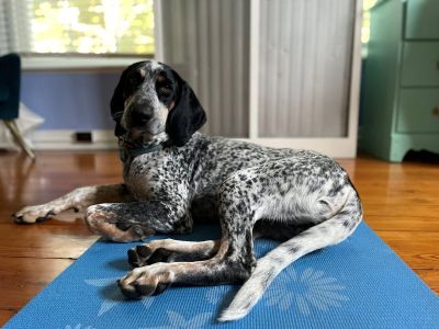 Adopt Bluetick hound - 2 yrs male
