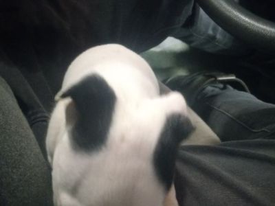 Pit bull puppy