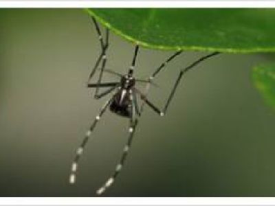 Mosquito Pest Control Plantation Florida