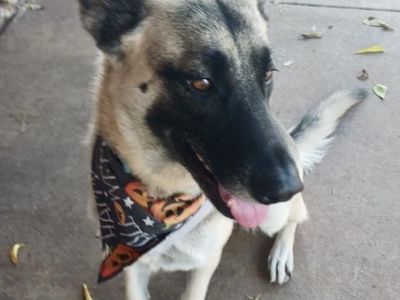 Heidi - German Shepherd Dog Female Dog for Adoption