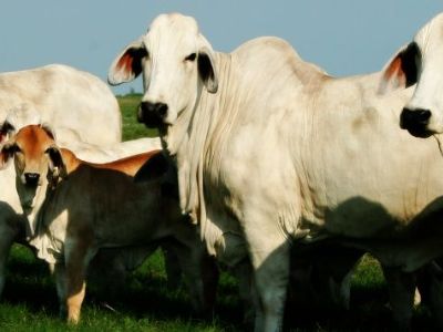 Brahman heifers , Holstein , Jersey and Angus calves available