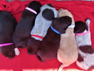 Labrador Hybrid Retriever Puppies and Started Dogs Available