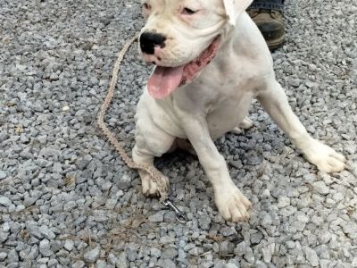 4 Boxer puppies available