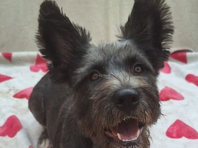 Malia - Scottish Terrier Female Dog for Adoption